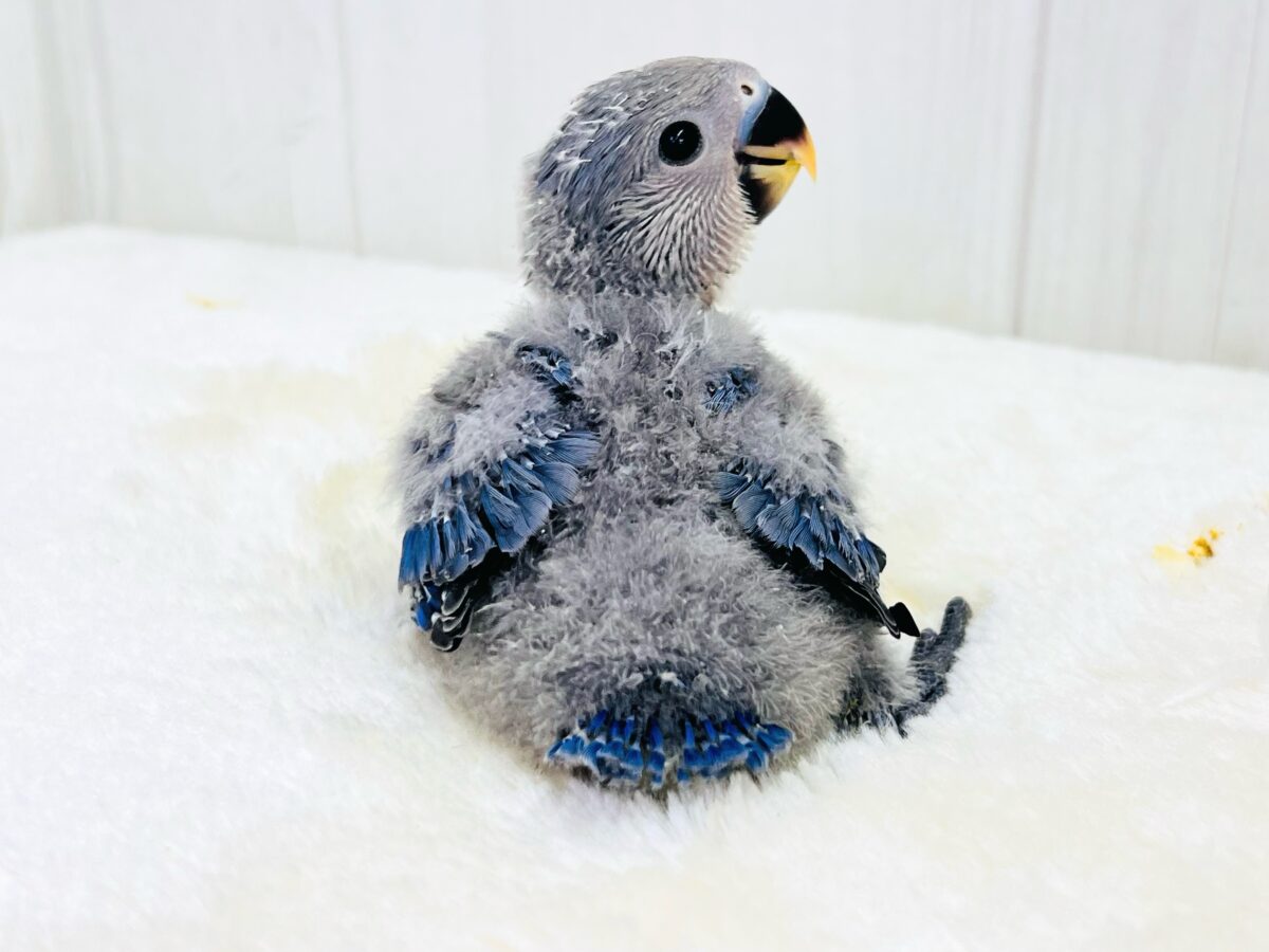 画像更新☆ベストジーニスト賞あげちゃう🏆小桜インコのバイオレット入舎です💜 コザクラインコ(小桜インコ)