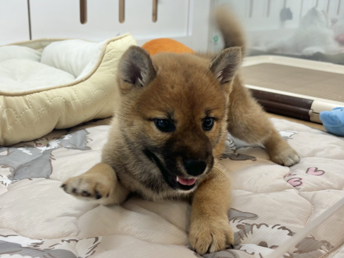 柴犬