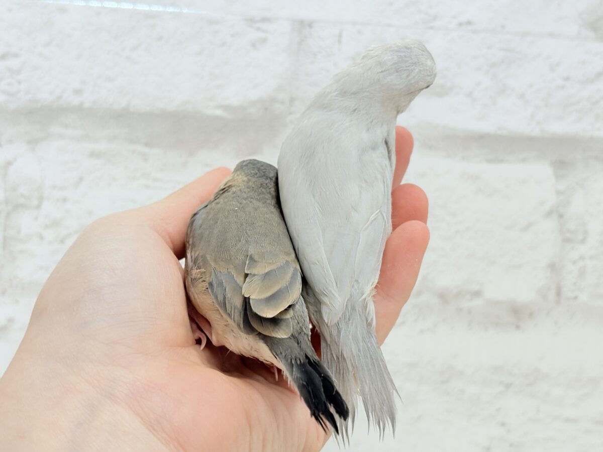 【最新画像更新🪄ひとり餌になりました☆】きらきらおめめに映る世界🐣🫧桜文鳥 ヒナ 桜文鳥