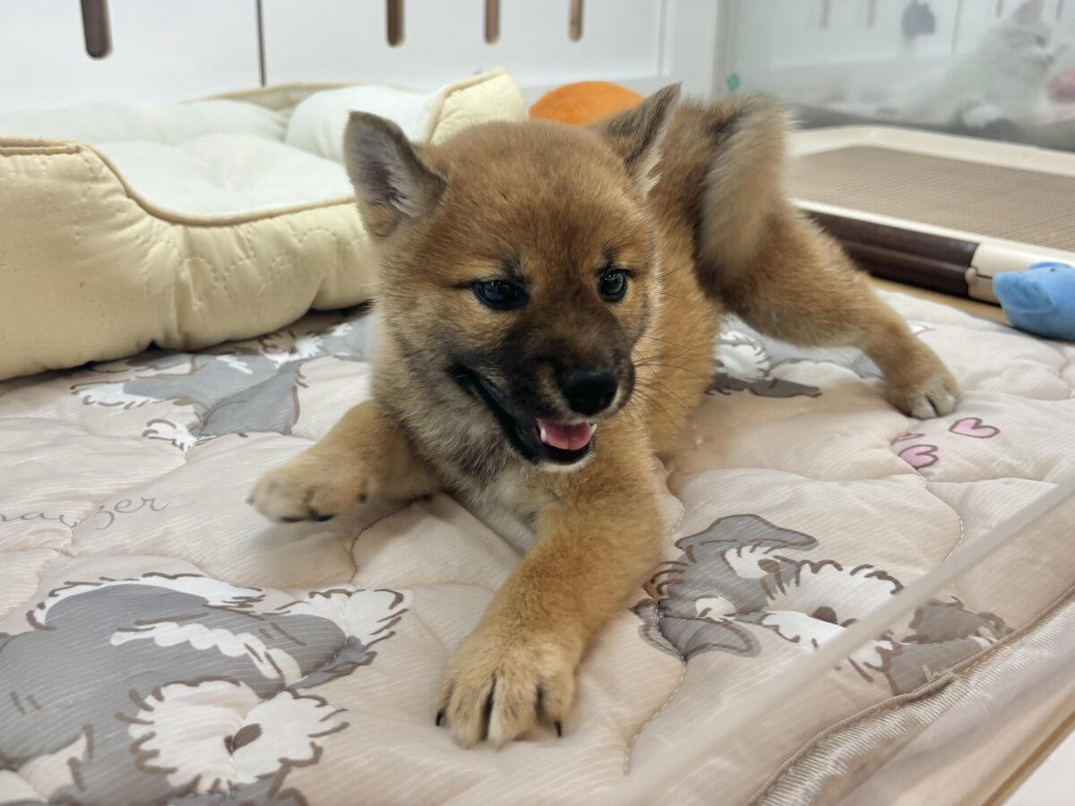 柴犬