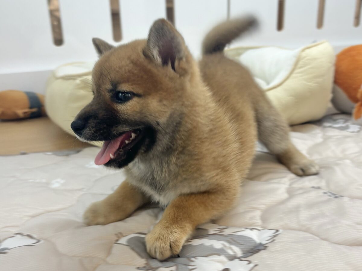 柴犬