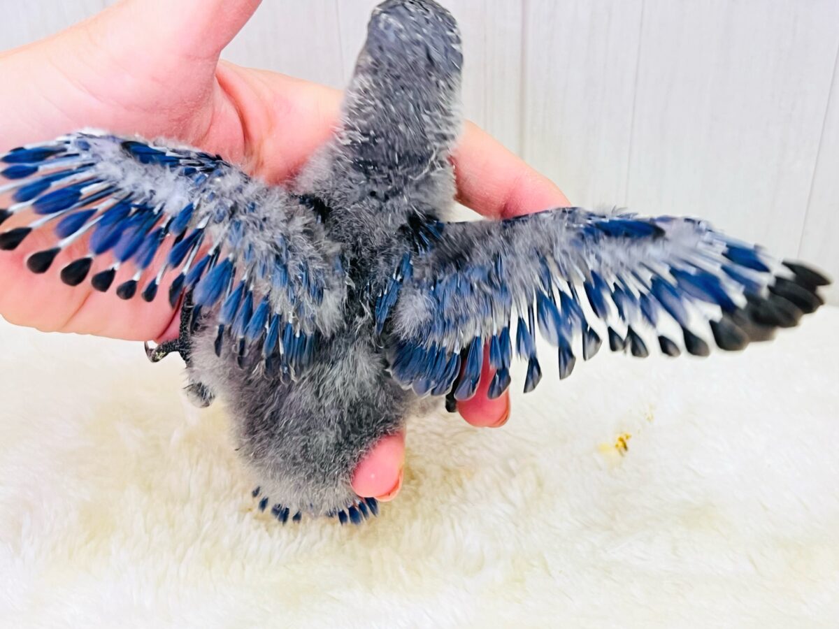 画像更新☆ベストジーニスト賞あげちゃう🏆小桜インコのバイオレット入舎です💜 コザクラインコ(小桜インコ)