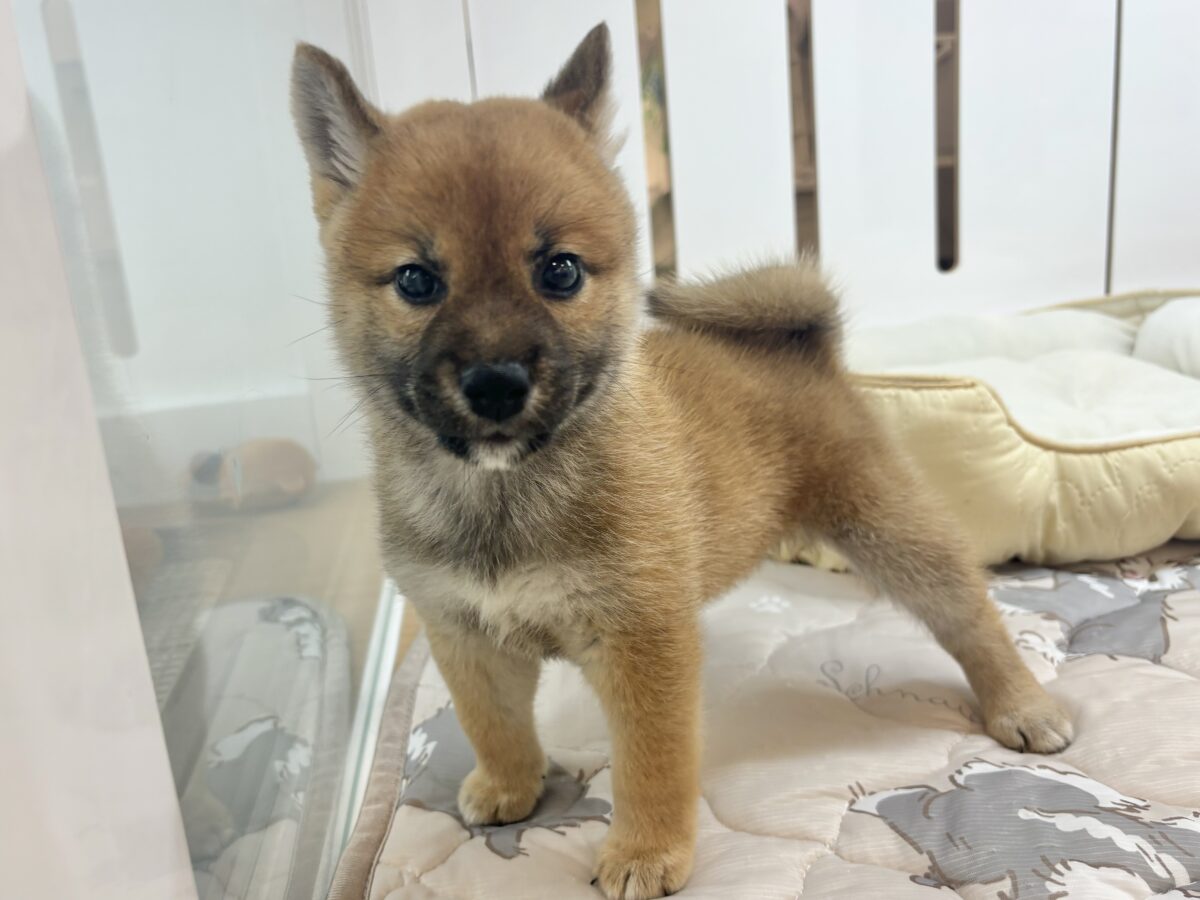 柴犬