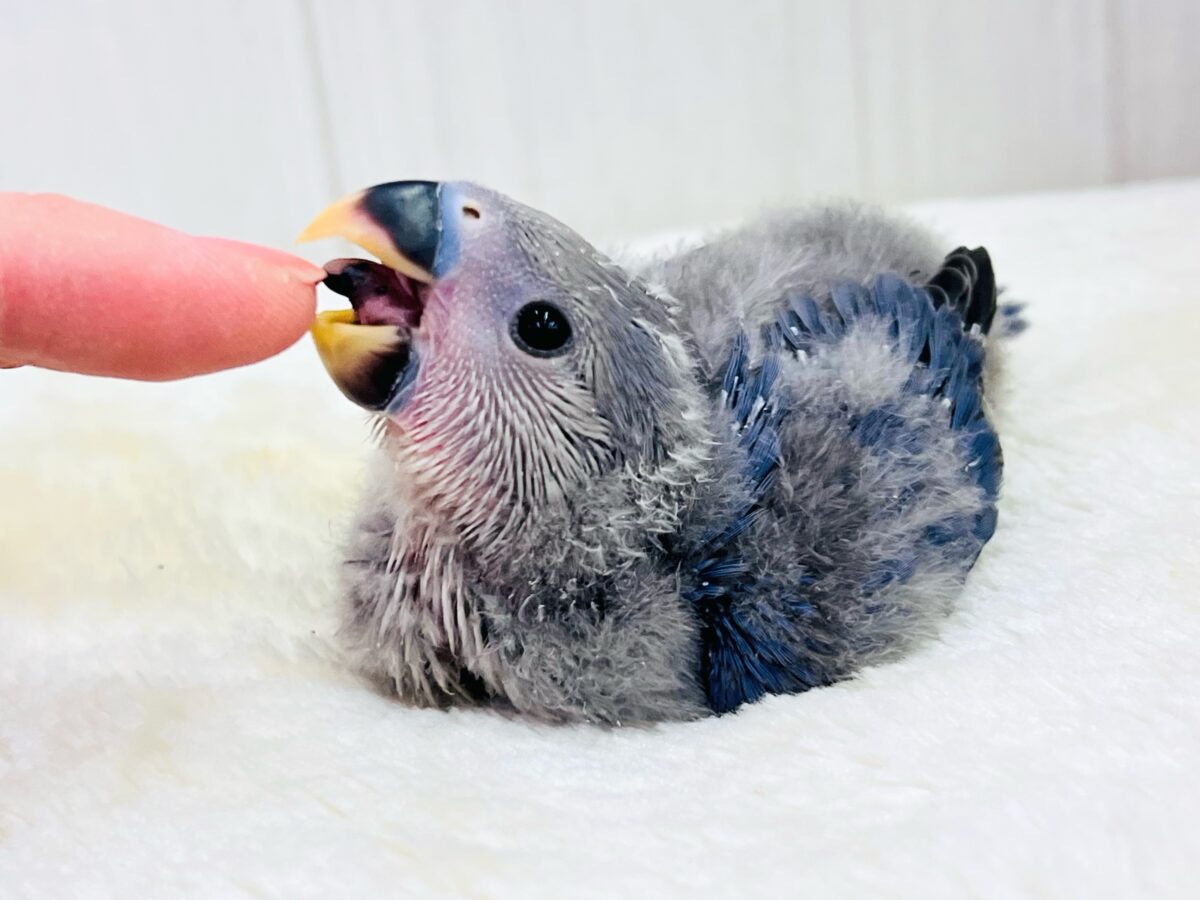 画像更新☆ベストジーニスト賞あげちゃう🏆小桜インコのバイオレット入舎です💜 コザクラインコ(小桜インコ)