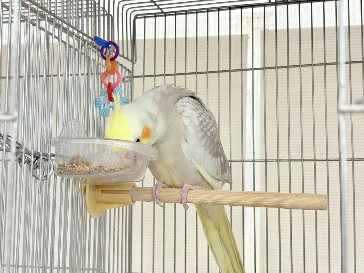 オカメインコ