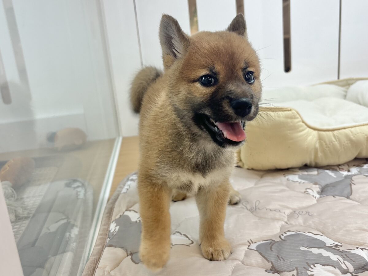 柴犬