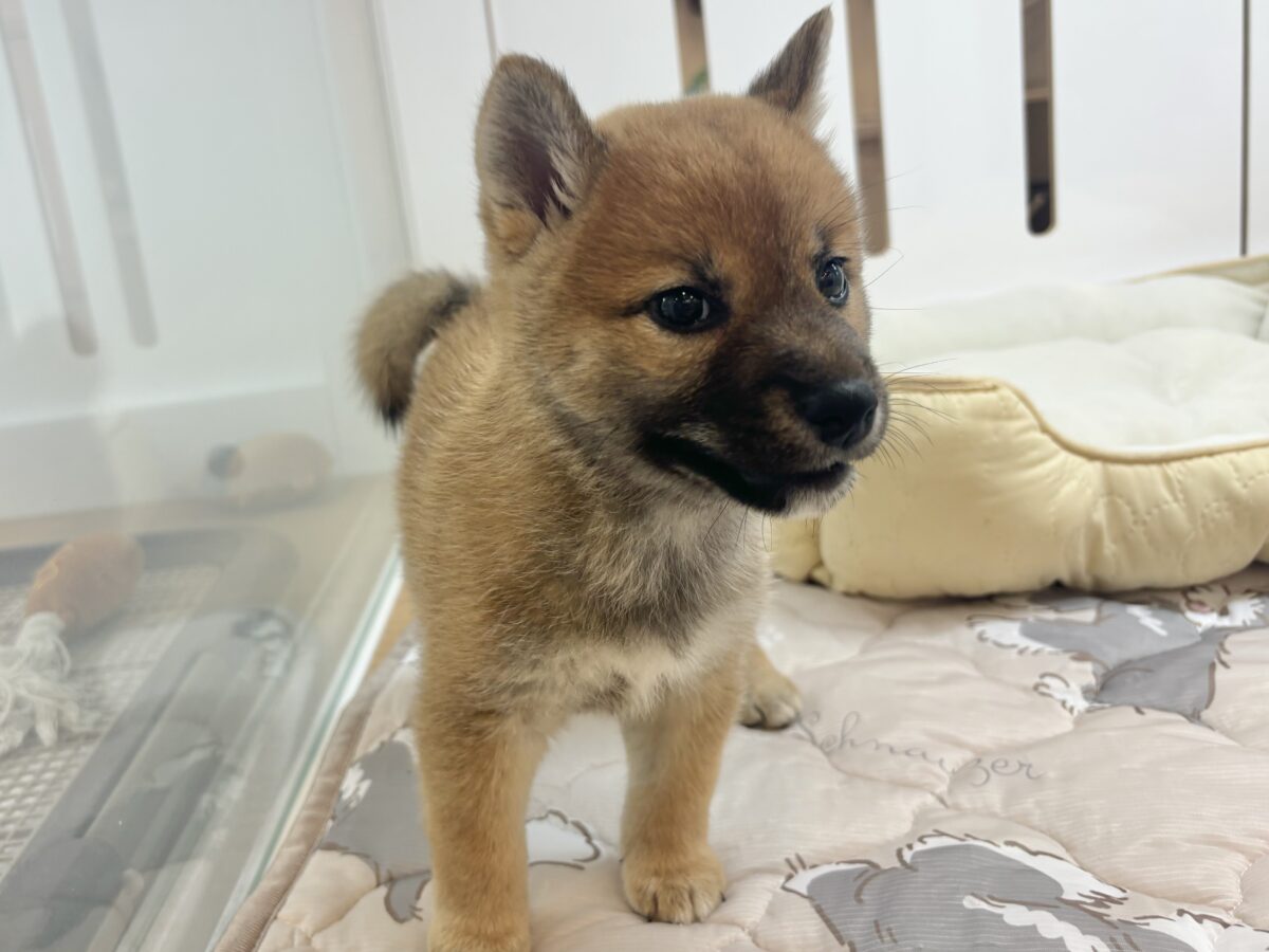 柴犬