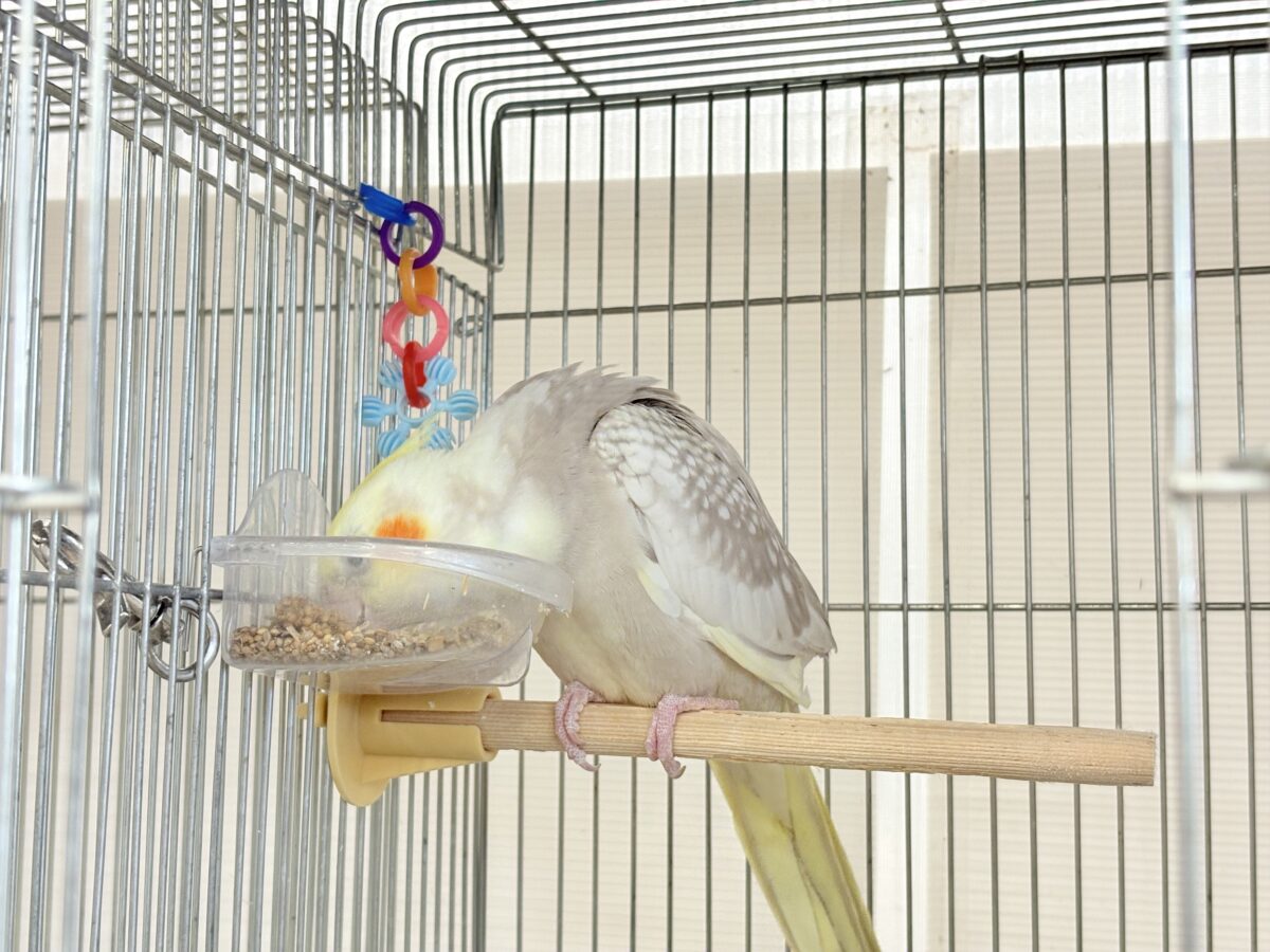オカメインコ