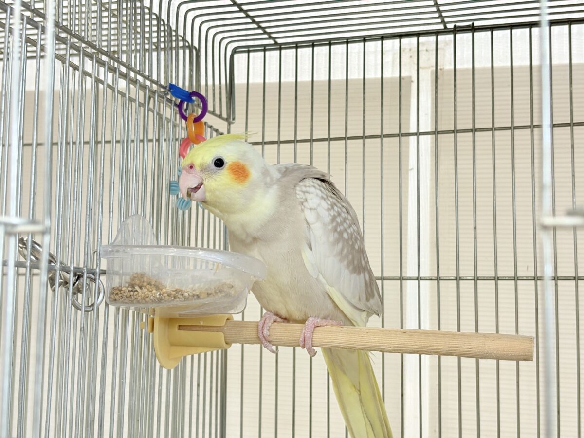 【最新画像更新🪄】ふんわりラテカラー🐥☕️オカメインコ(シナモンパールパイド) オカメインコ