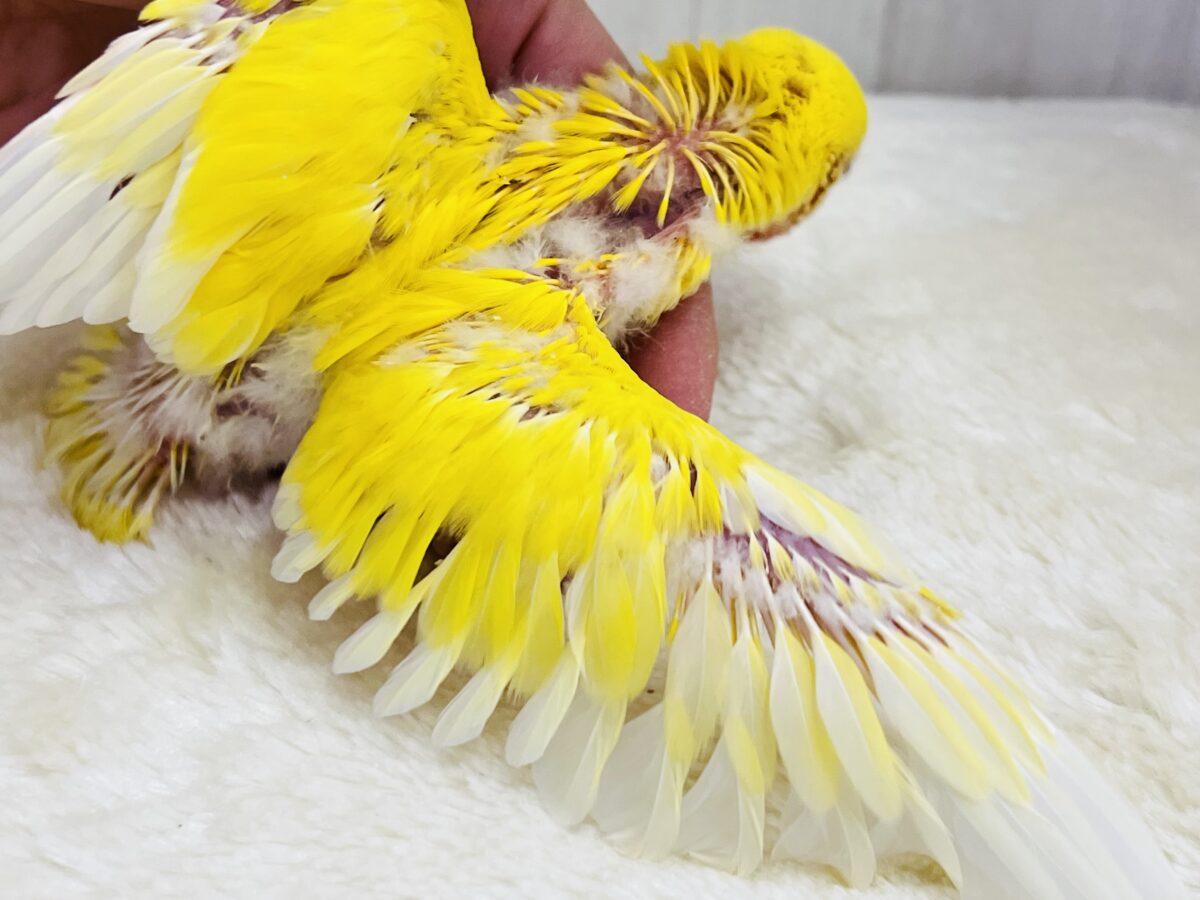 コザクラインコ（小桜インコ）