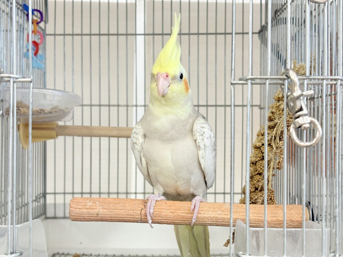 オカメインコ