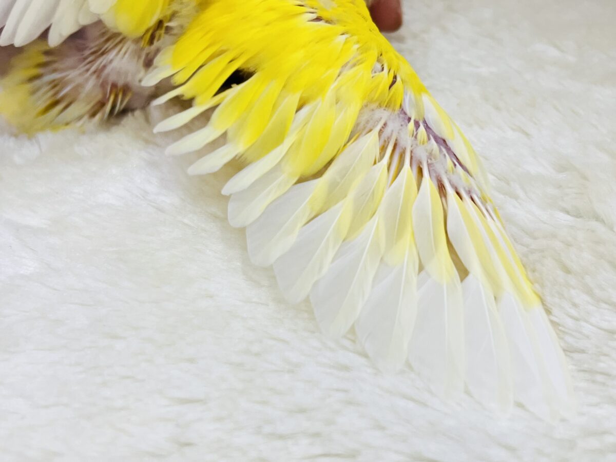 画像更新☆オムライスは硬焼き派💛小桜インコのルチノーカラーの コザクラインコ(小桜インコ)