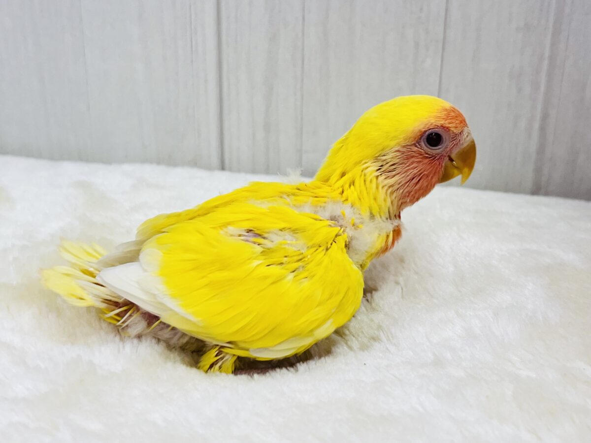 コザクラインコ（小桜インコ）