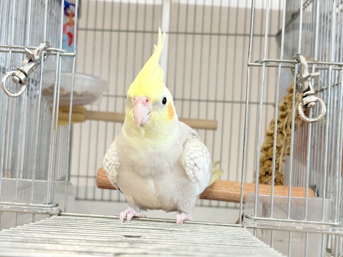オカメインコ