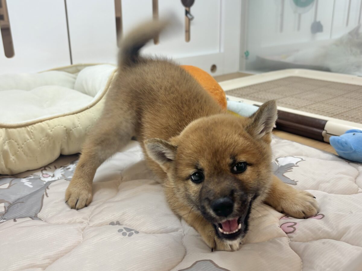 柴犬