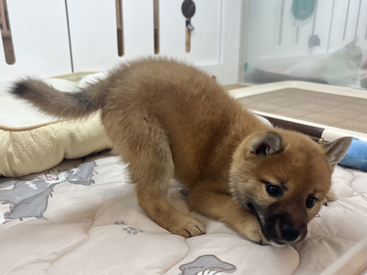 柴犬