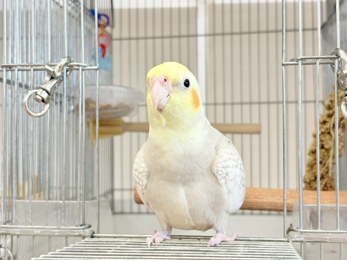 【最新画像更新🪄】ふんわりラテカラー🐥☕️オカメインコ(シナモンパールパイド) オカメインコ