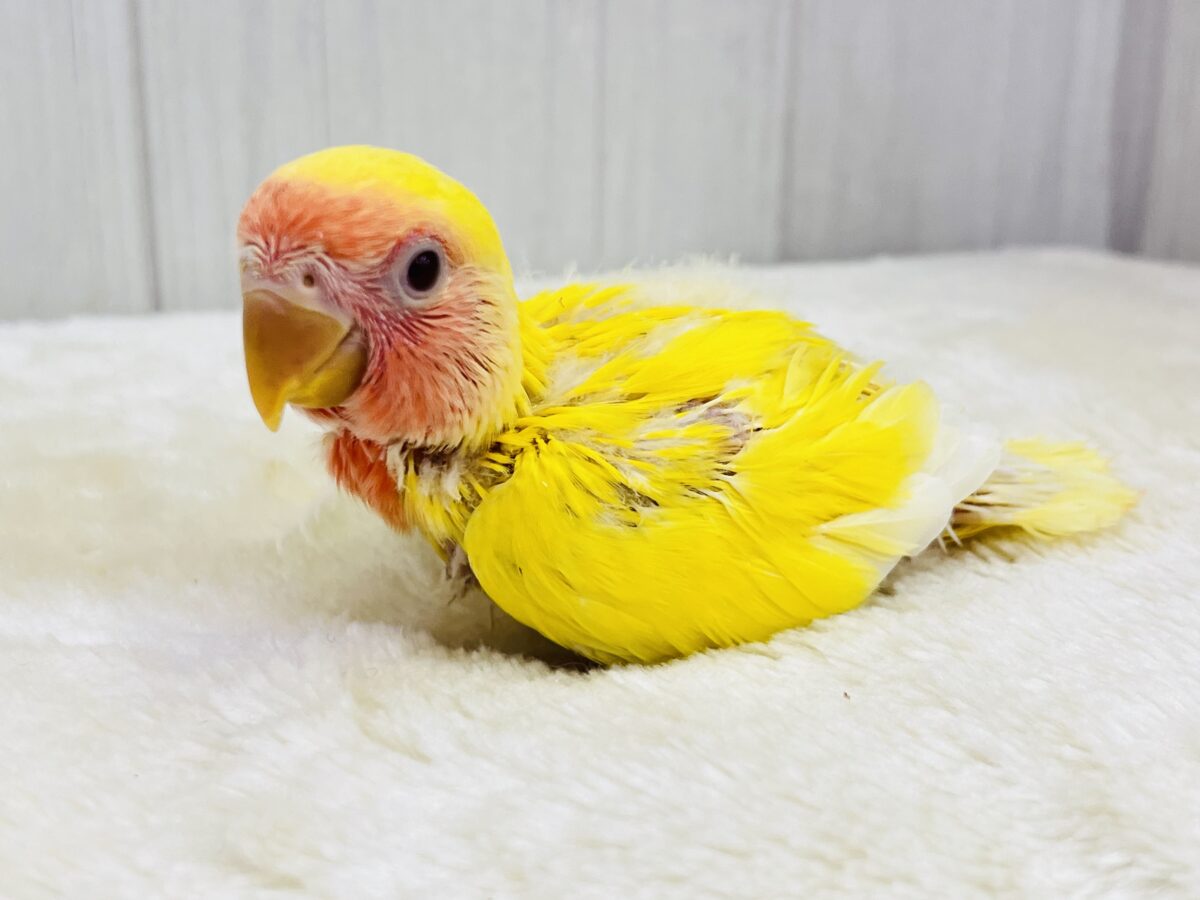 コザクラインコ（小桜インコ）