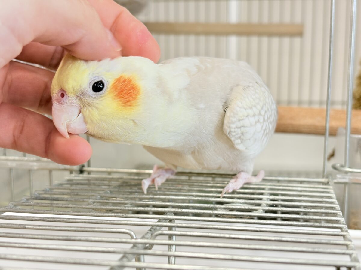 【最新画像更新🪄】ふんわりラテカラー🐥☕️オカメインコ(シナモンパールパイド) オカメインコ