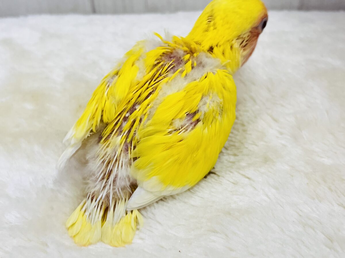 画像更新☆オムライスは硬焼き派💛小桜インコのルチノーカラーの コザクラインコ(小桜インコ)