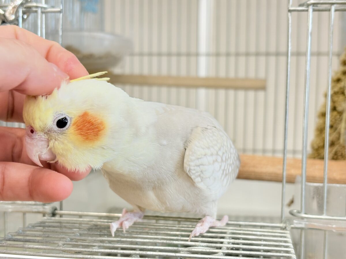 オカメインコ