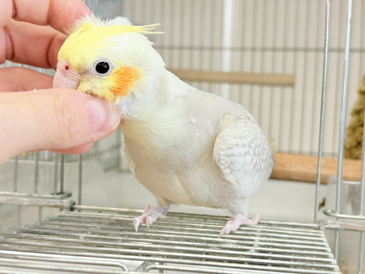 オカメインコ