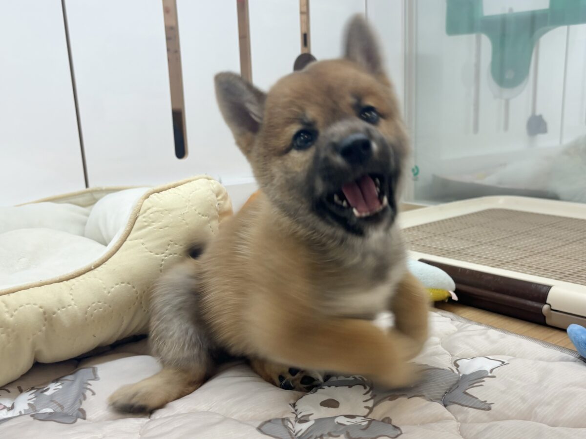 ステップダンスが得意なの〜🎶柴犬ちゃん! 柴犬