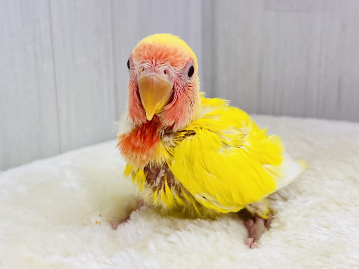 コザクラインコ（小桜インコ）