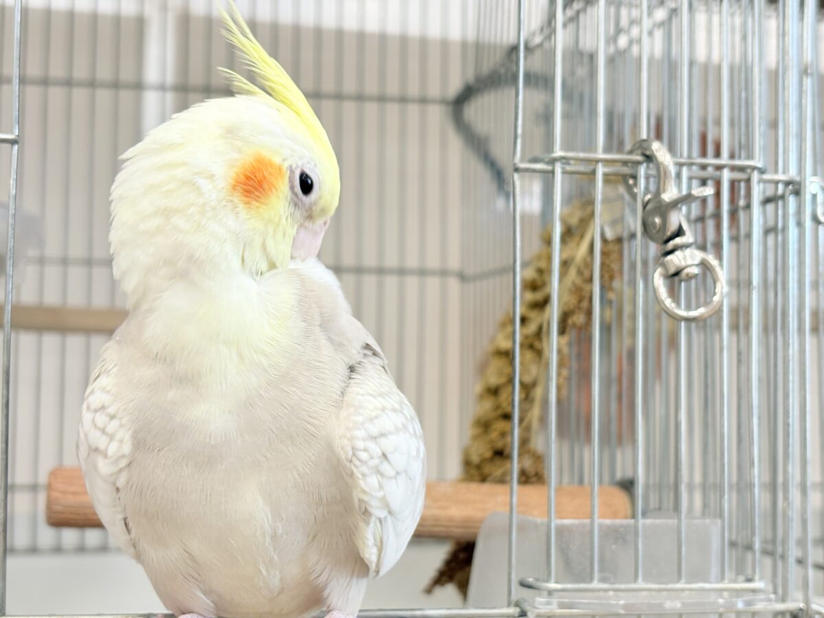 オカメインコ