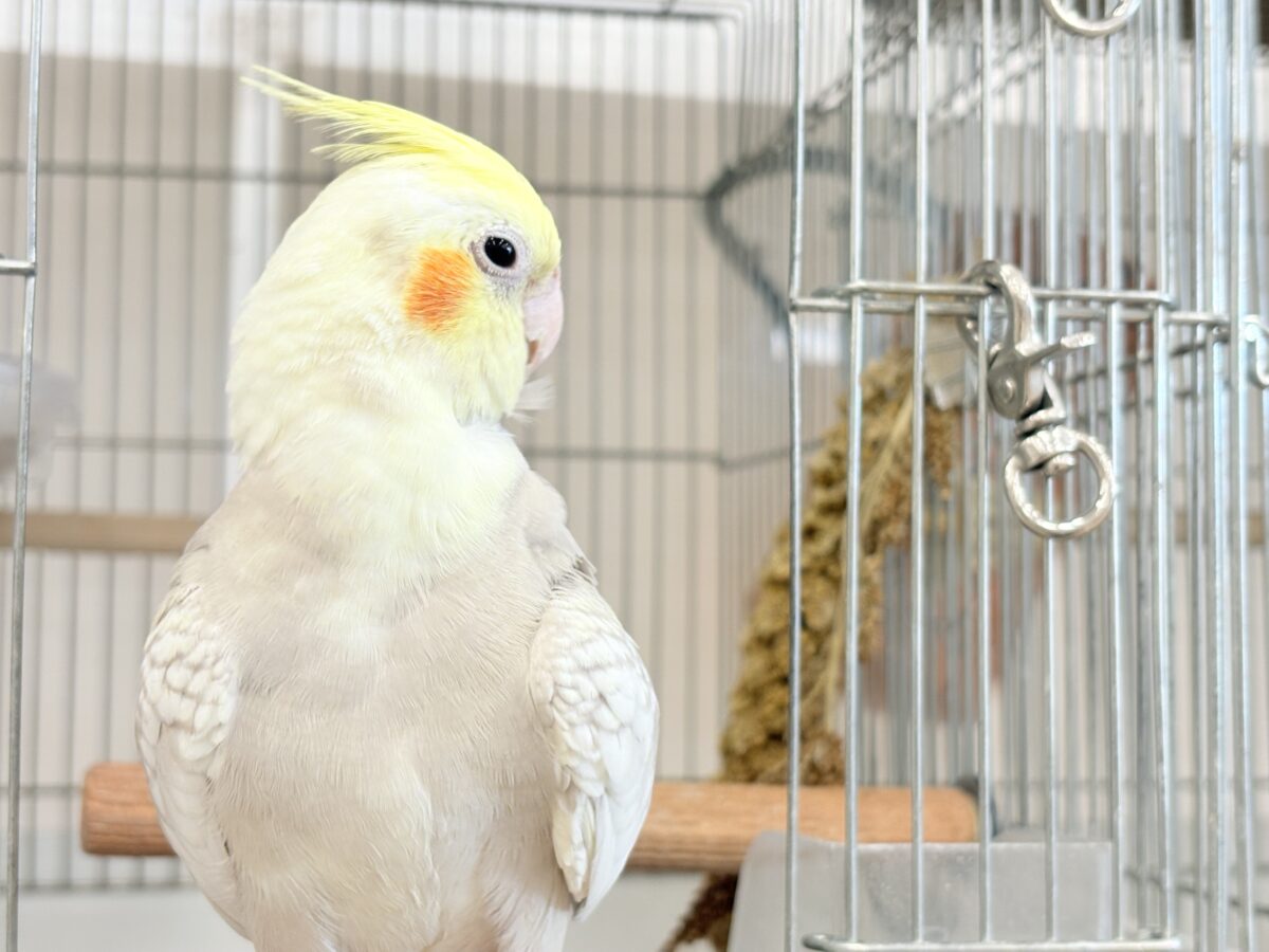 オカメインコ