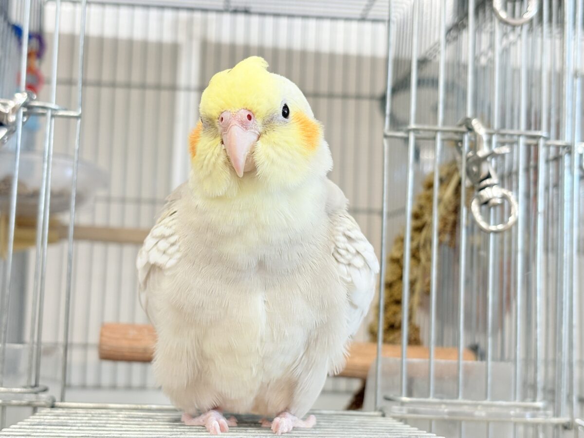 オカメインコ