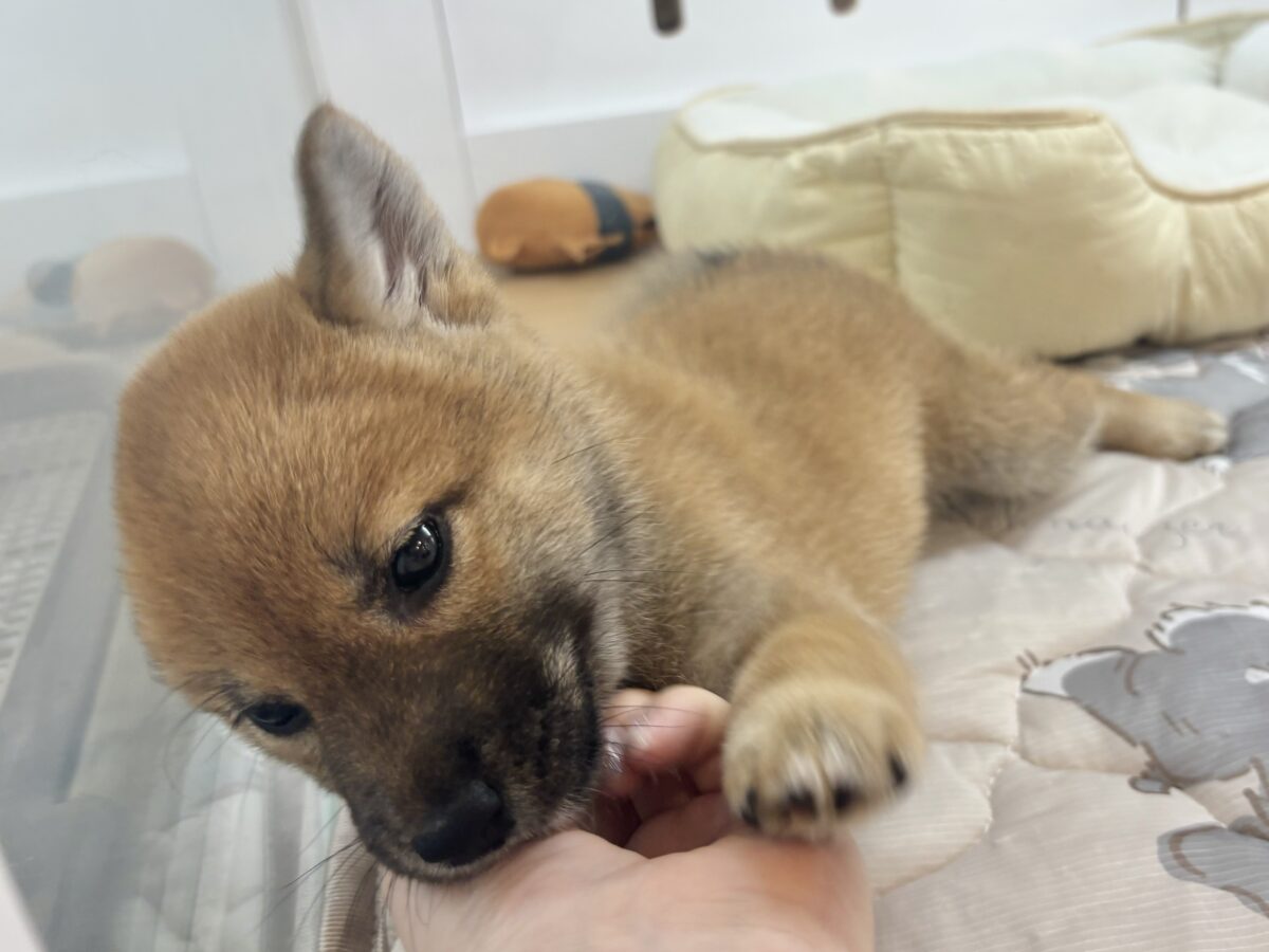 柴犬