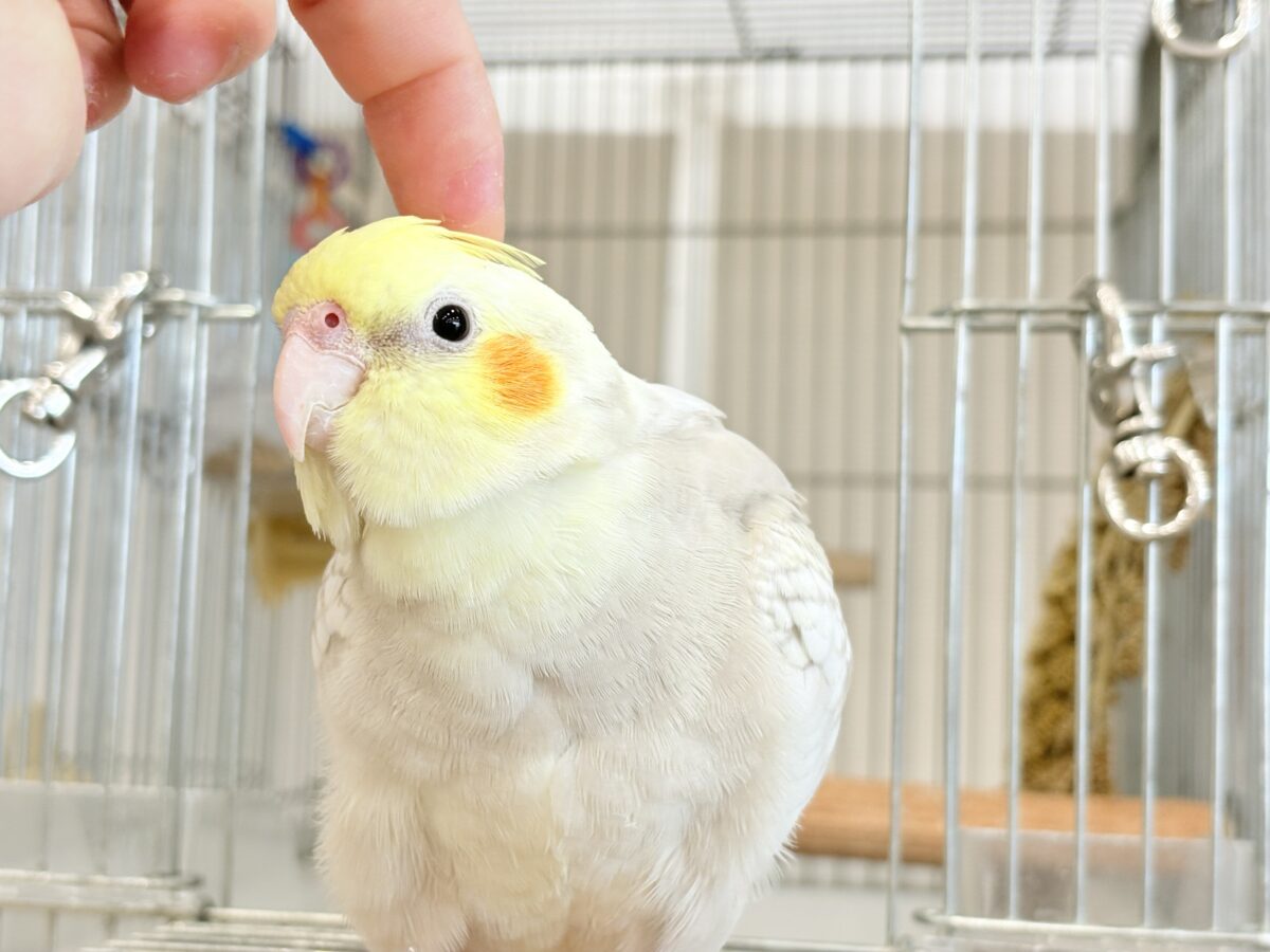 【最新画像更新🪄】ふんわりラテカラー🐥☕️オカメインコ(シナモンパールパイド) オカメインコ