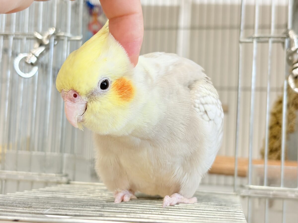 オカメインコ