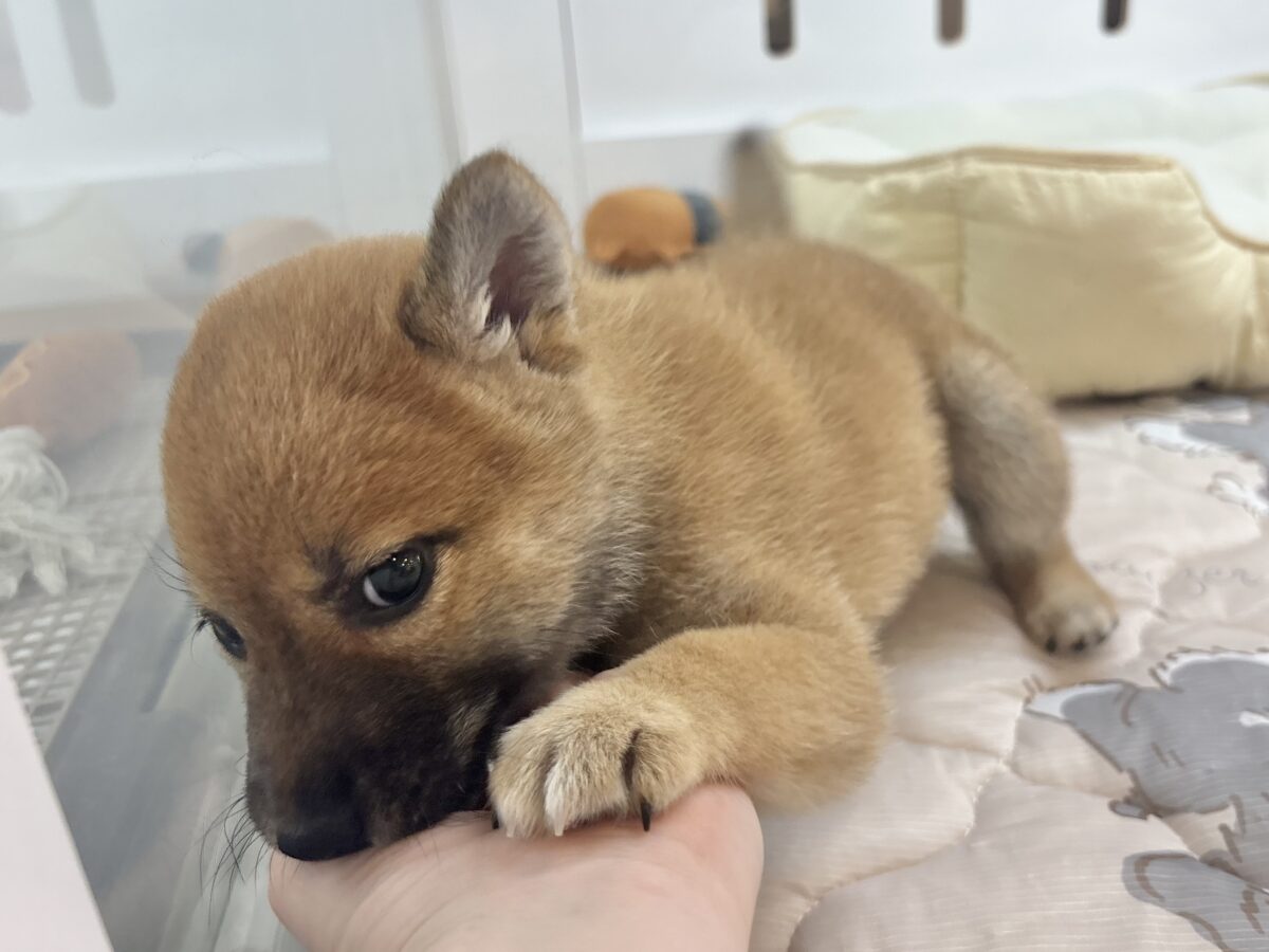 ステップダンスが得意なの〜🎶柴犬ちゃん! 柴犬