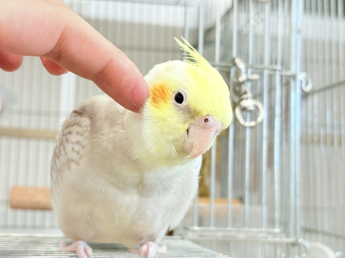 【最新画像更新🪄】ふんわりラテカラー🐥☕️オカメインコ(シナモンパールパイド) オカメインコ