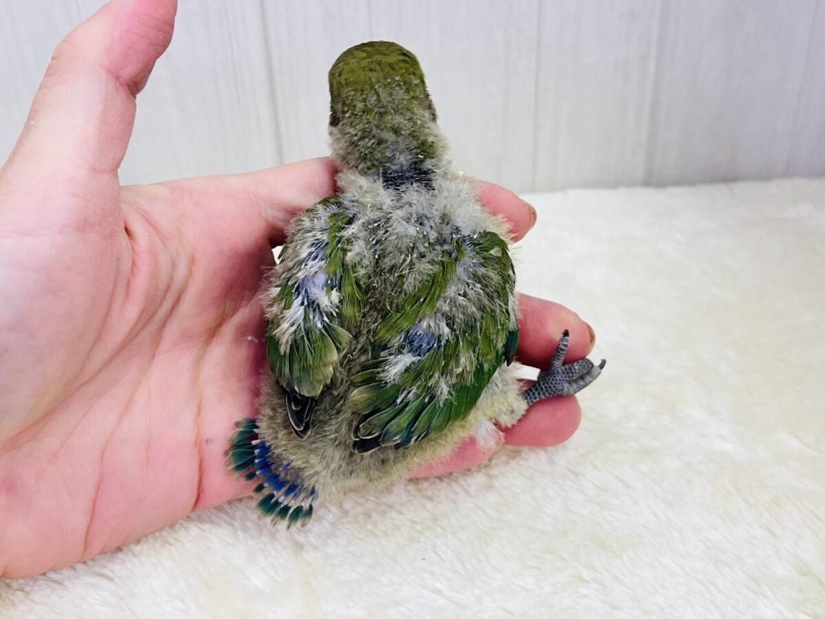 パッと花咲くかな❓🌺小桜インコのノーマル💚 コザクラインコ(小桜インコ)
