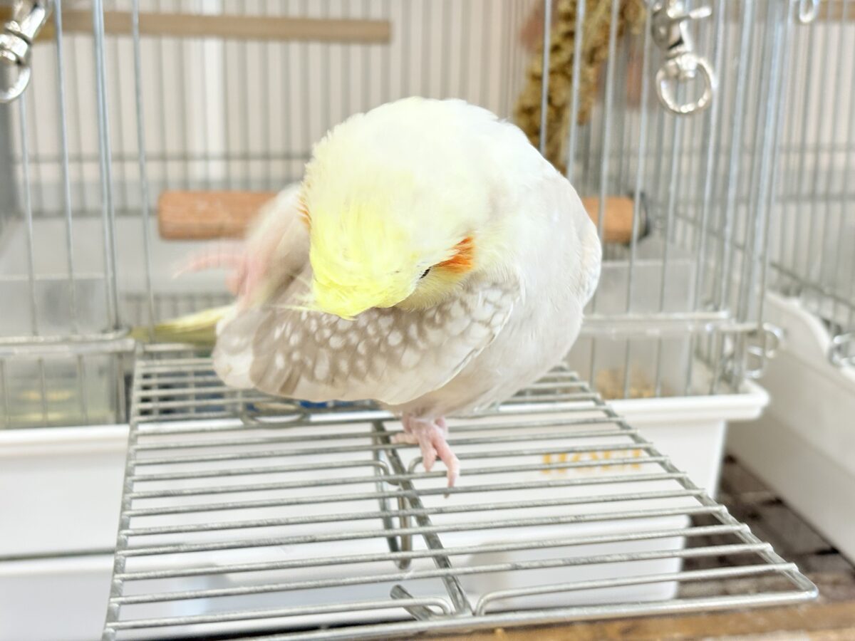オカメインコ