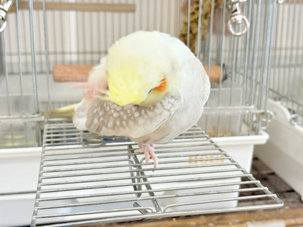 オカメインコ
