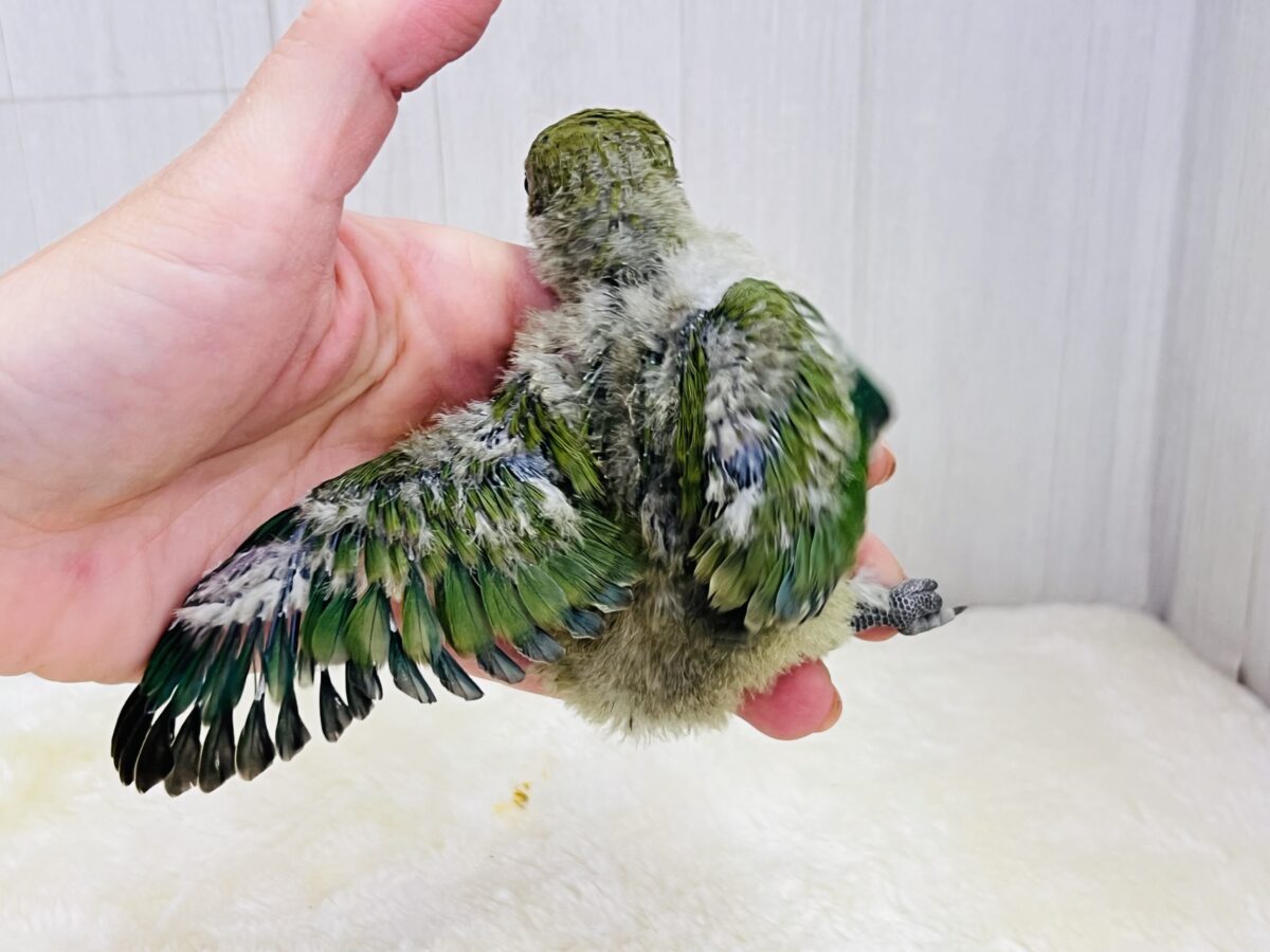 パッと花咲くかな❓🌺小桜インコのノーマル💚 コザクラインコ(小桜インコ)