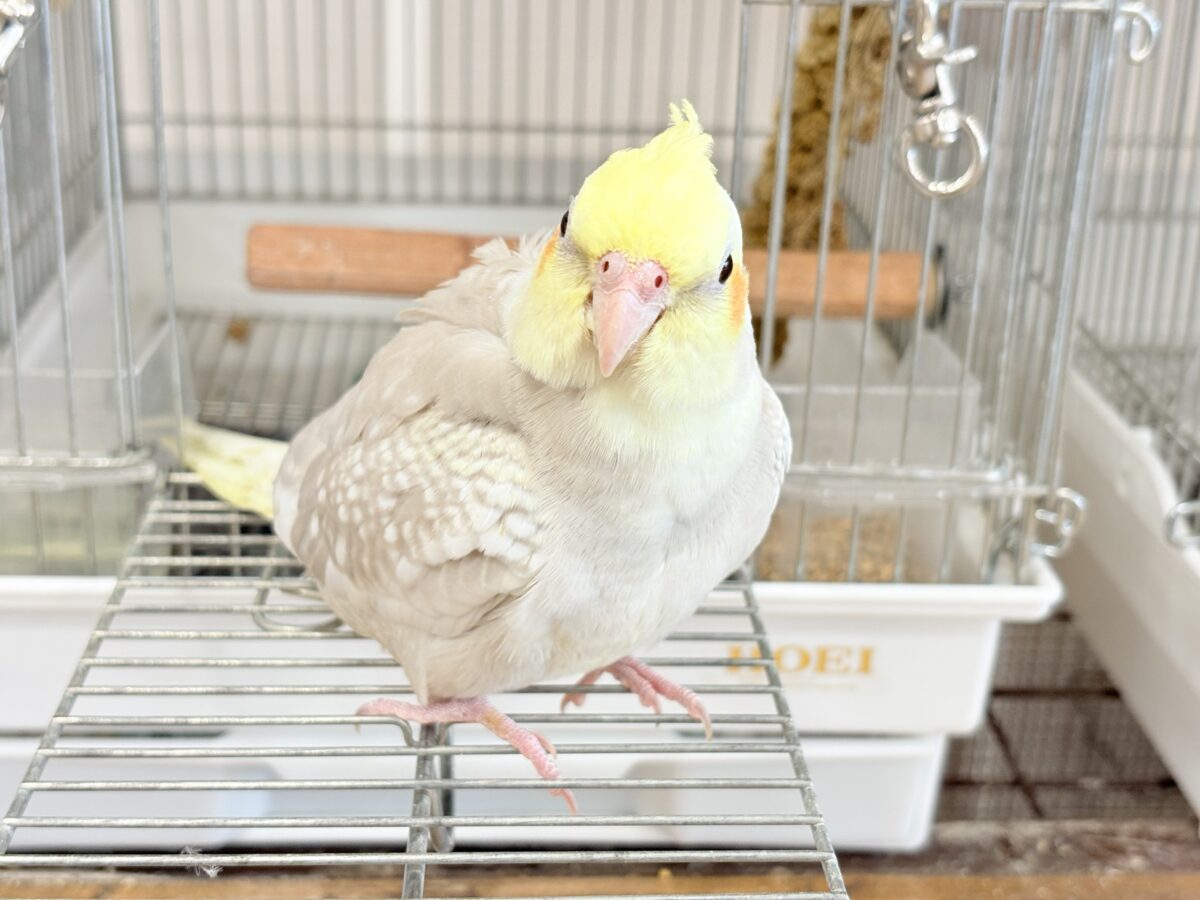 【最新画像更新🪄】ふんわりラテカラー🐥☕️オカメインコ(シナモンパールパイド) オカメインコ