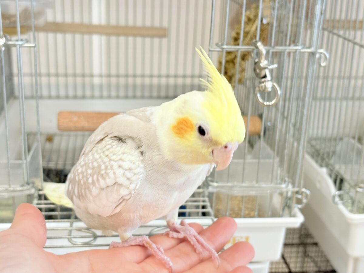 オカメインコ