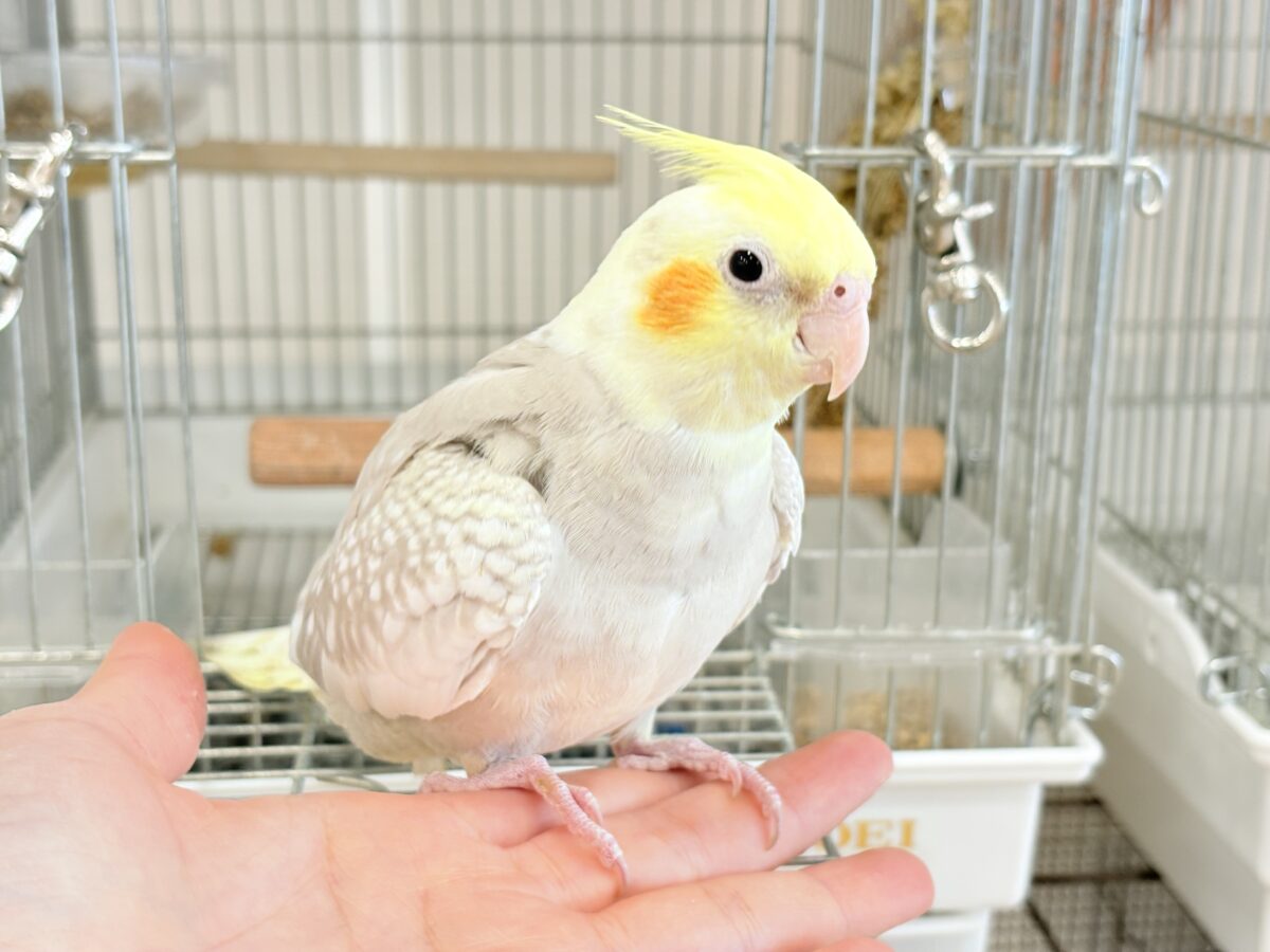 【最新画像更新🪄】ふんわりラテカラー🐥☕️オカメインコ(シナモンパールパイド) オカメインコ