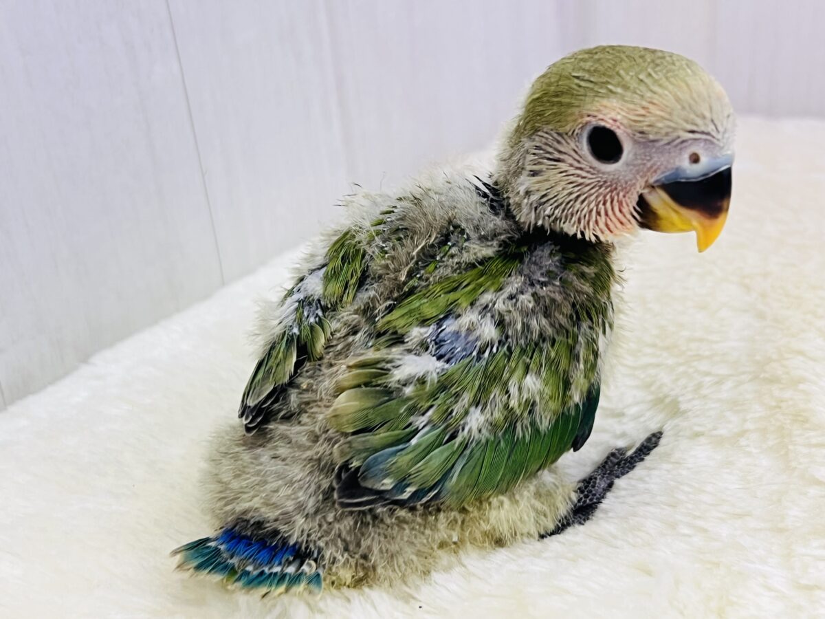 コザクラインコ（小桜インコ）