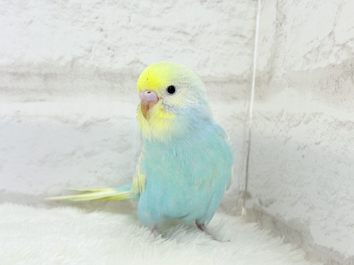 【最新画像更新🪄】甘々クリームソーダちゃん🍹🫧セキセイインコ(パステルカラーレインボー) ヒナ セキセイインコ