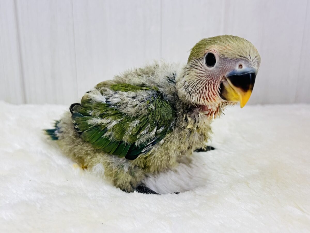 コザクラインコ（小桜インコ）