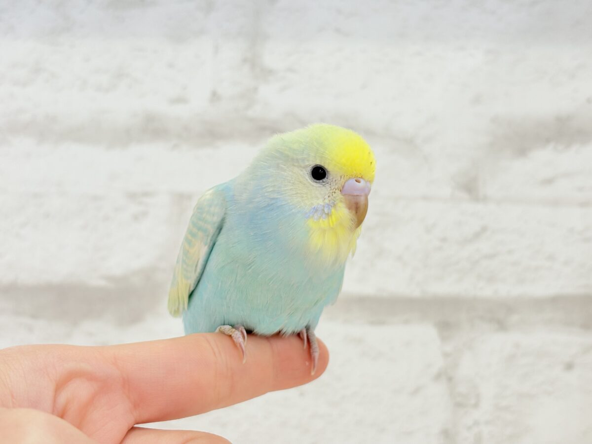 【最新画像更新🪄】甘々クリームソーダちゃん🍹🫧セキセイインコ(パステルカラーレインボー) ヒナ セキセイインコ