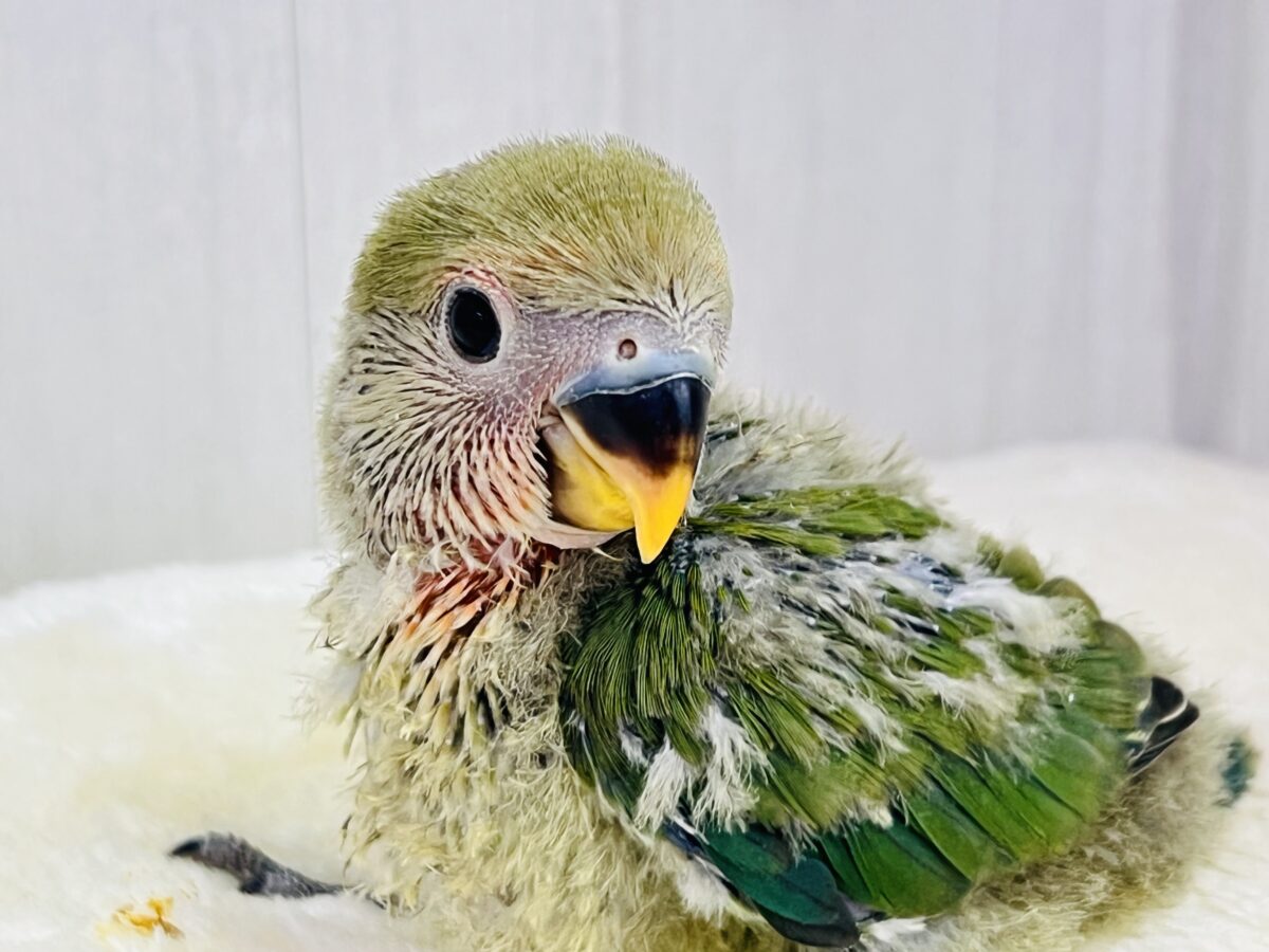 パッと花咲くかな❓🌺小桜インコのノーマル💚 コザクラインコ(小桜インコ)
