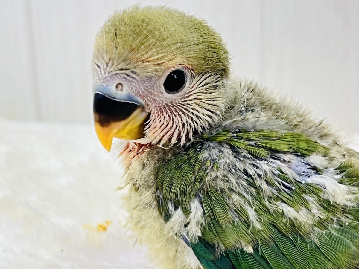 コザクラインコ（小桜インコ）