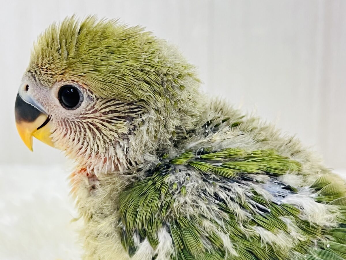 コザクラインコ（小桜インコ）